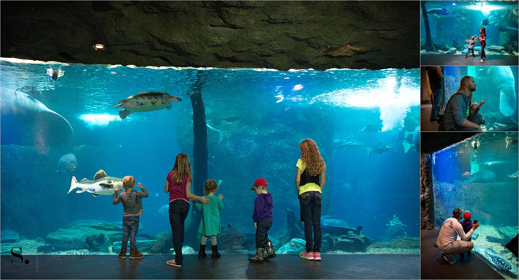 Dallas Aquarium The Siners_0021